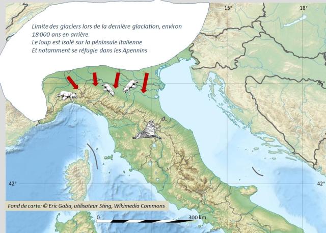 Isolement du canis lupus sur la péninsule italienne - environ -18 000 ans