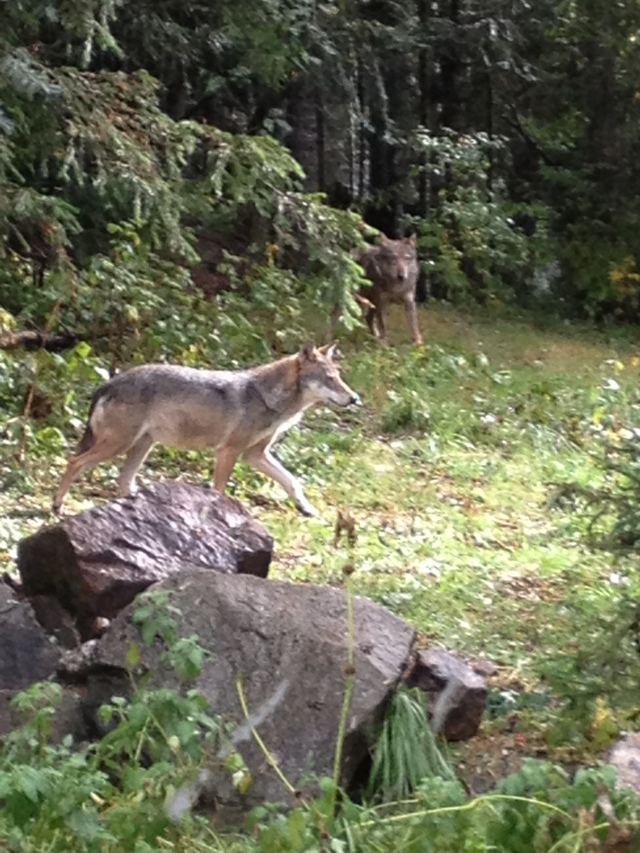 deux loups du parc des loups du Mercantour à Saint Martin de Vésubie